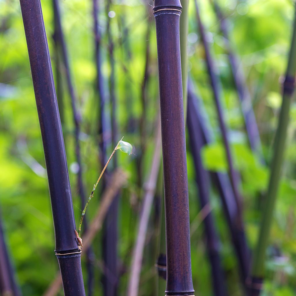 Mustabambu - Phyllostachys nigra