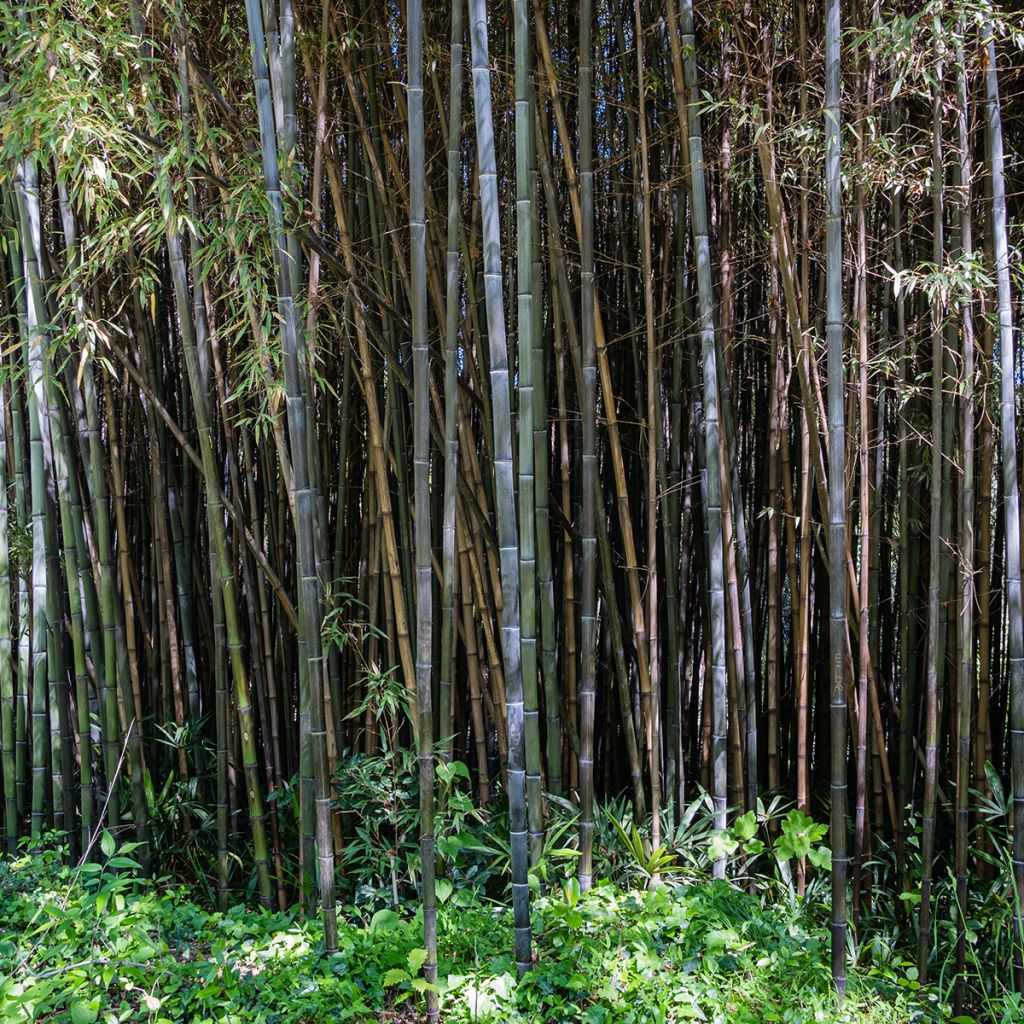 Mustabambu - Phyllostachys nigra