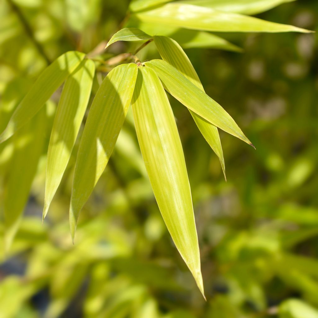 Mustabambu - Phyllostachys nigra