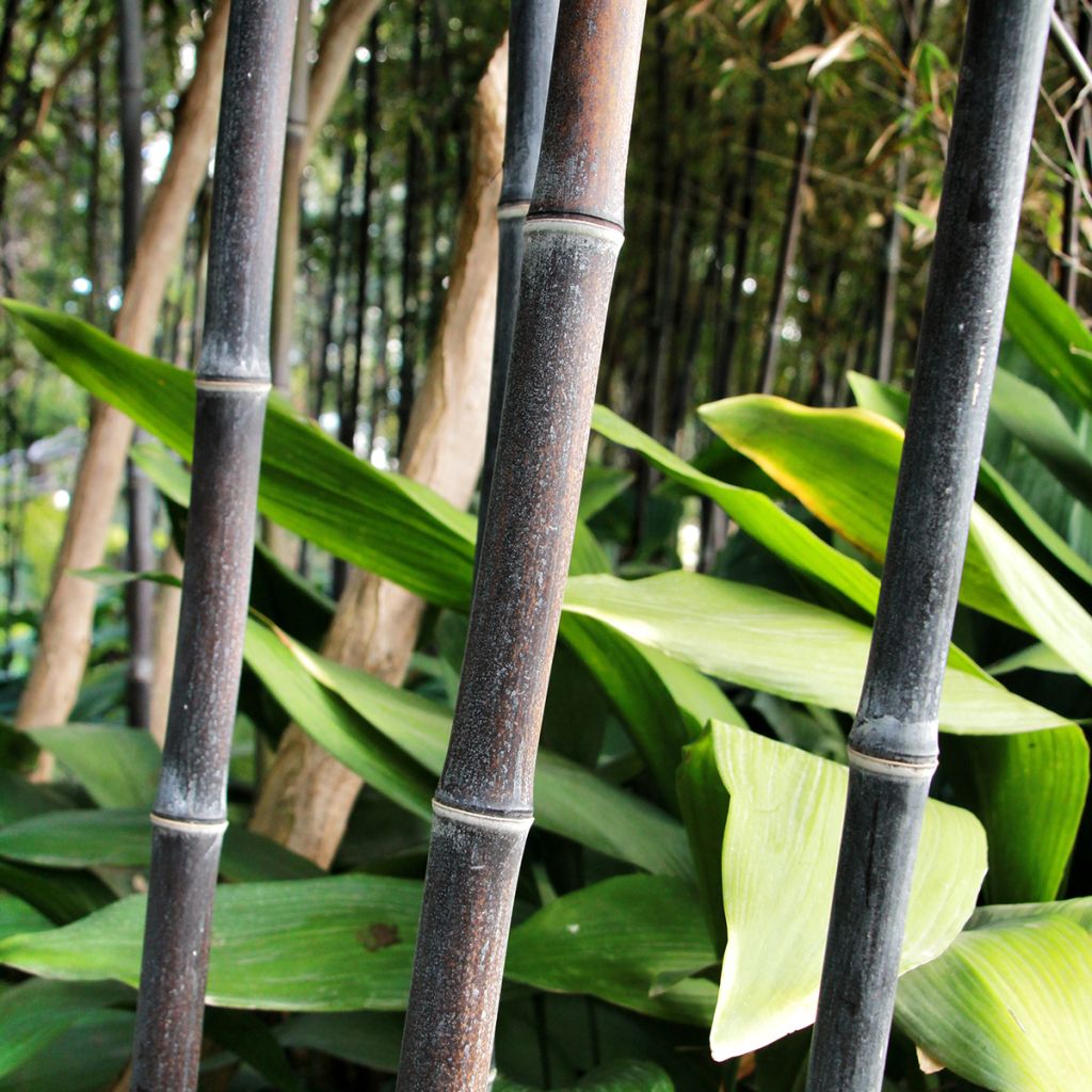 Mustabambu - Phyllostachys nigra