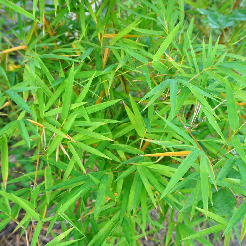 Mustabambu - Phyllostachys nigra