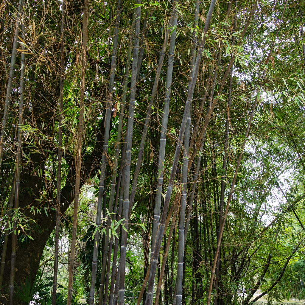 Mustabambu - Phyllostachys nigra