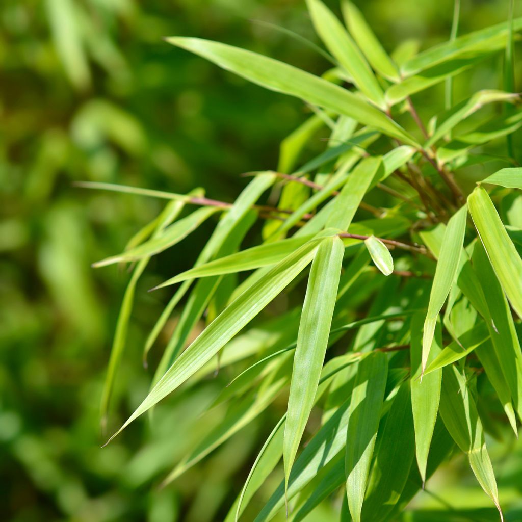 Ruokobambu Jumbo