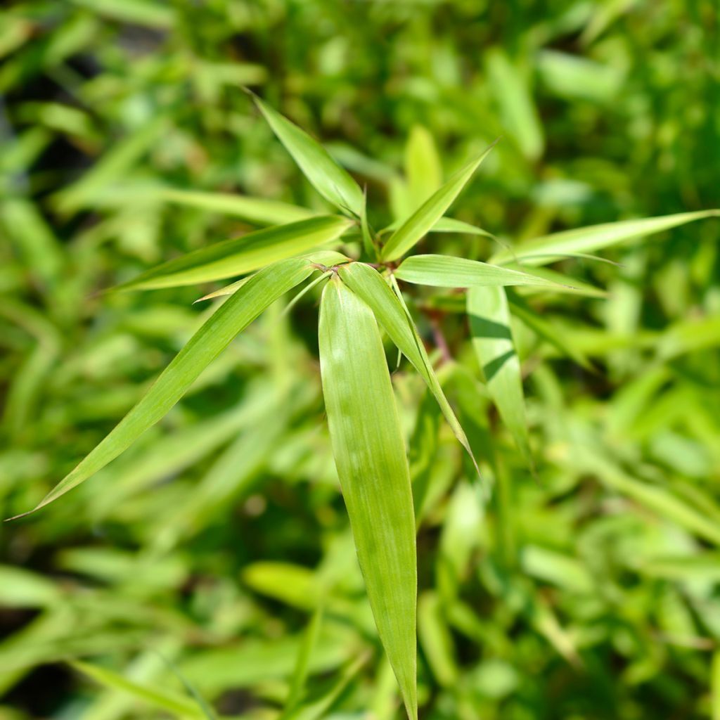 Ruokobambu Jumbo