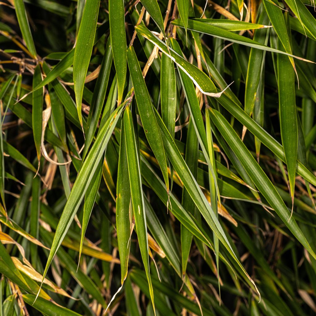 Ruokobambu - Fargesia rufa