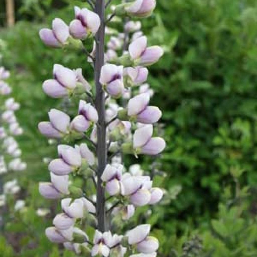 Etelänherne Pink Form