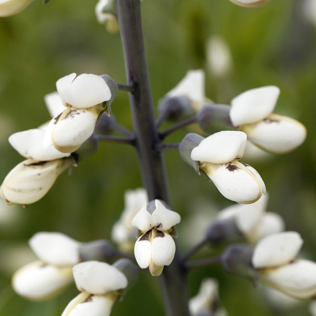 Etelänhernee - Baptisia alba