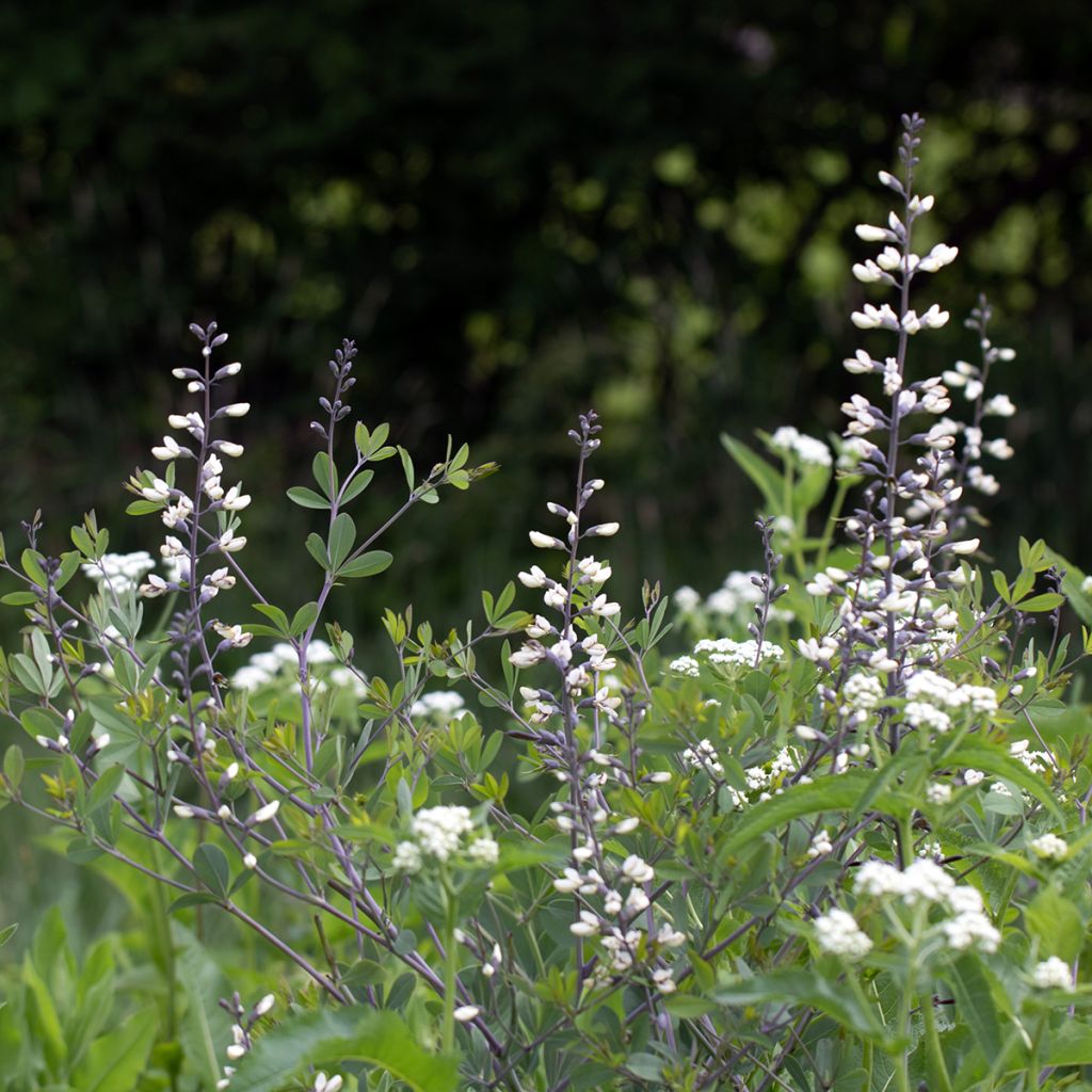 Etelänhernee - Baptisia alba