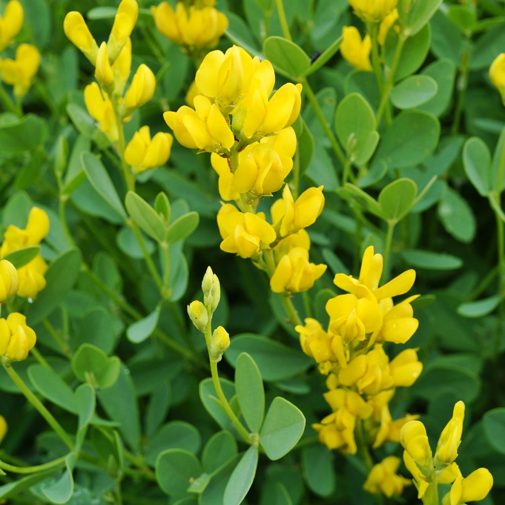 Etelänhernee - Baptisia sphaerocarpa