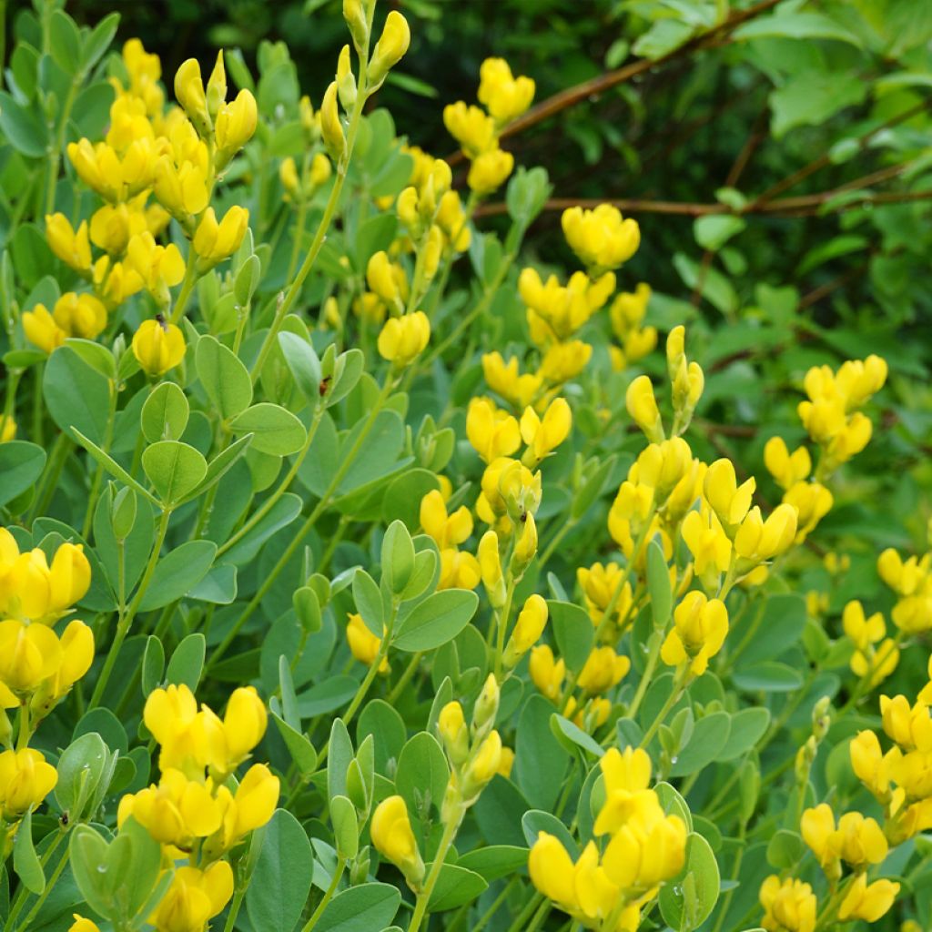 Etelänhernee - Baptisia sphaerocarpa