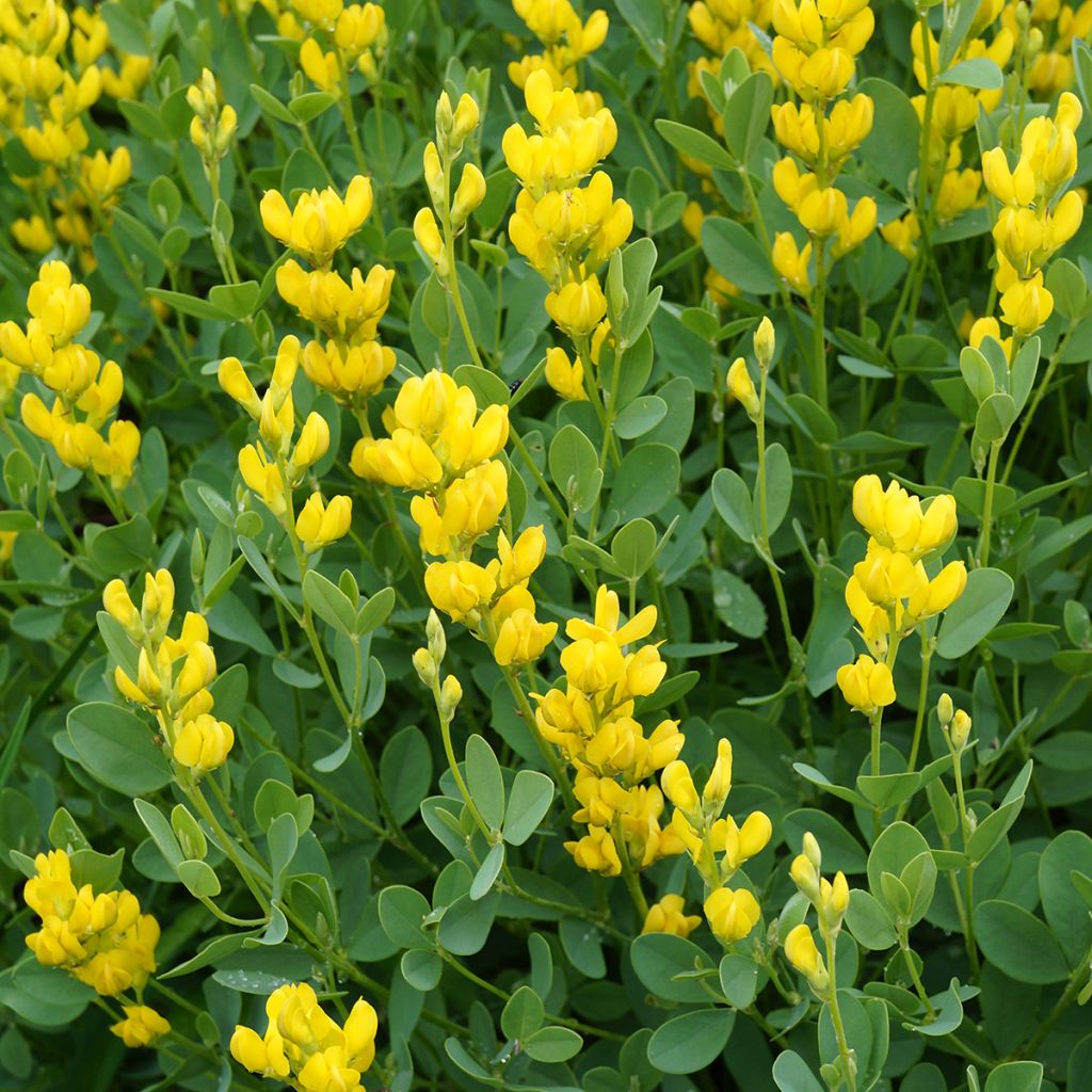 Etelänhernee - Baptisia sphaerocarpa