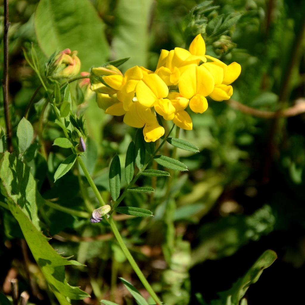 Keltaetelänherne - Baptisia tinctoria