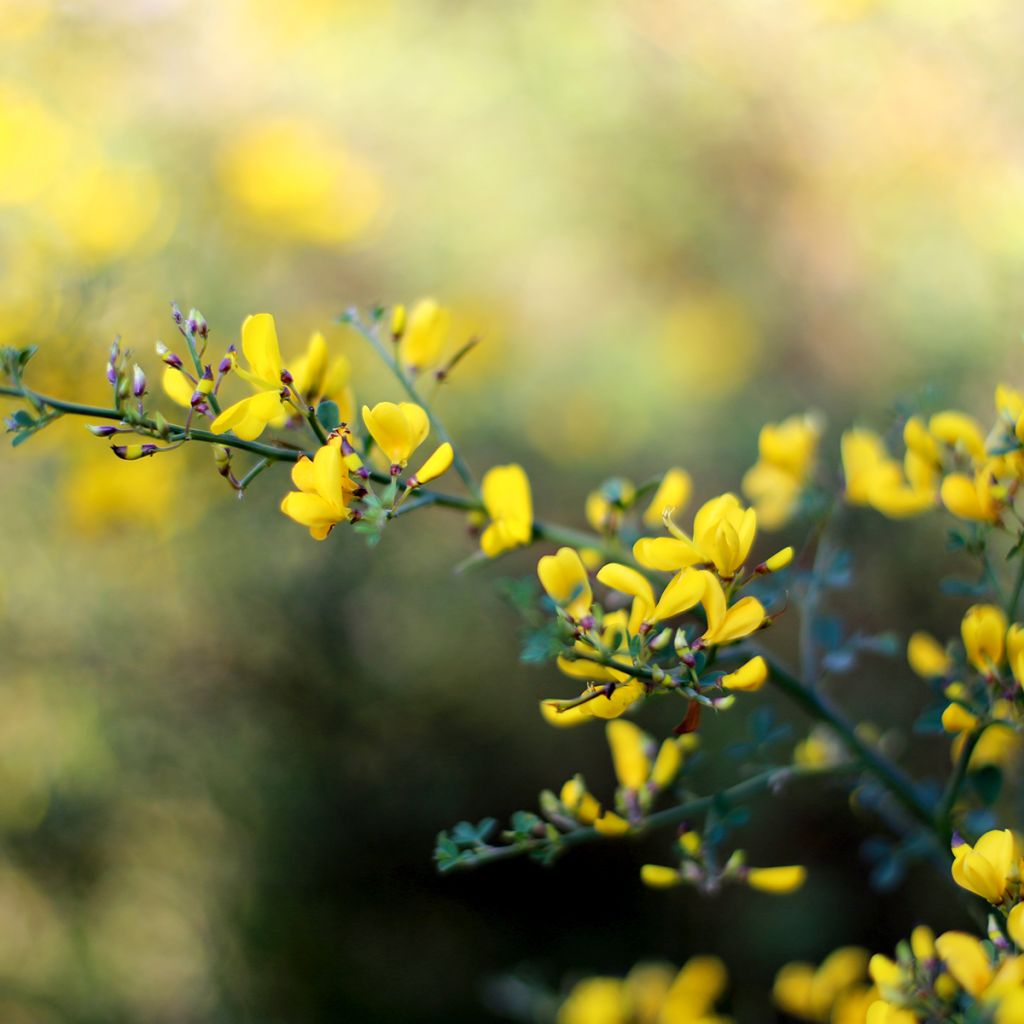 Keltaetelänherne - Baptisia tinctoria