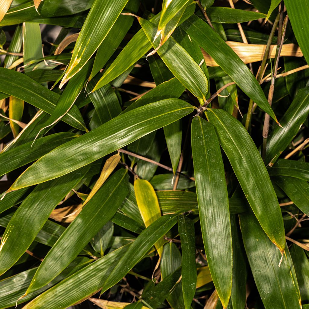 Bambu - Bashania fargesii