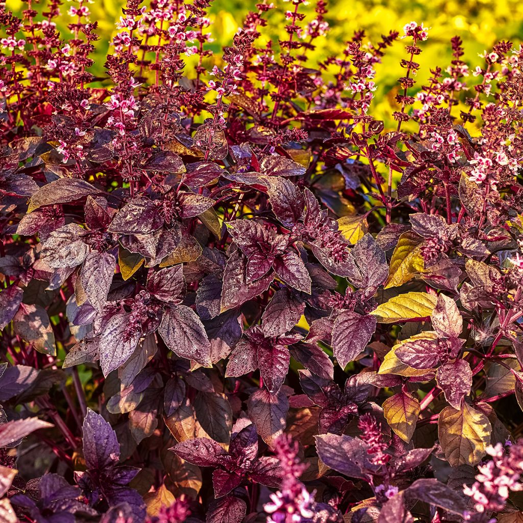 Maustebasilika Red Rubin