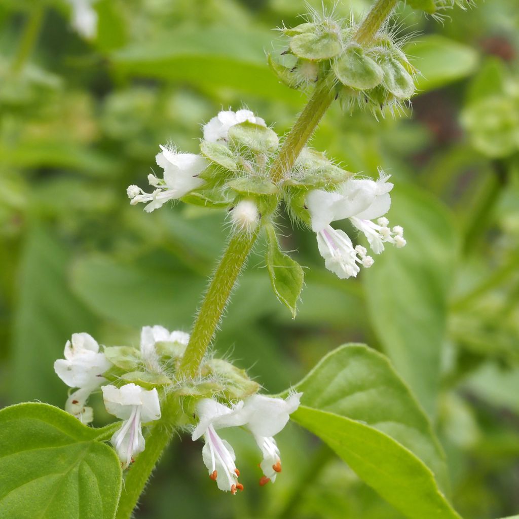 Sitruunabasilika luomu