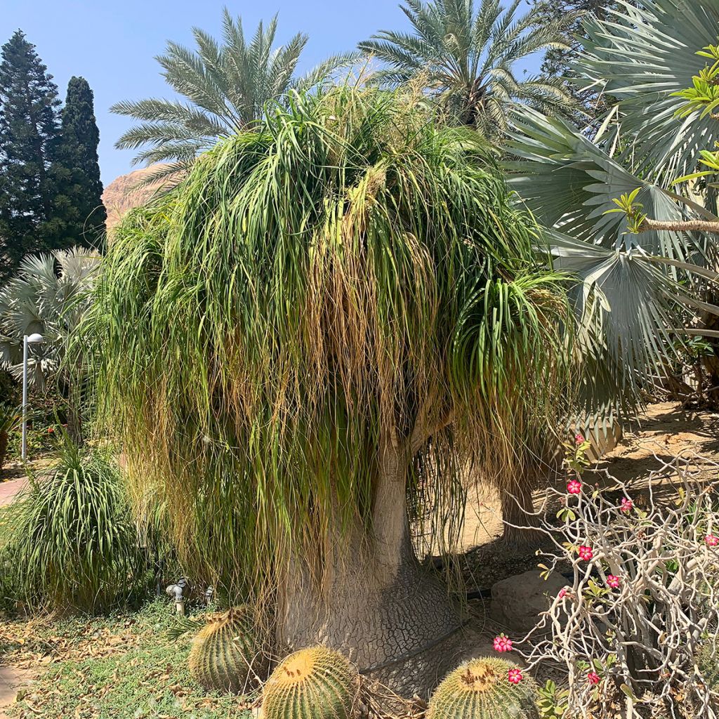 Pullojukka - Beaucarnea recurvata