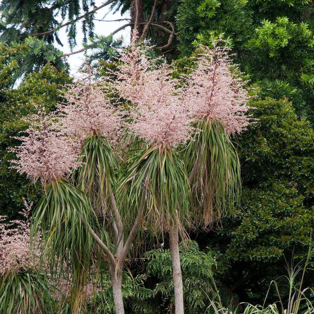 Pullojukka - Beaucarnea recurvata