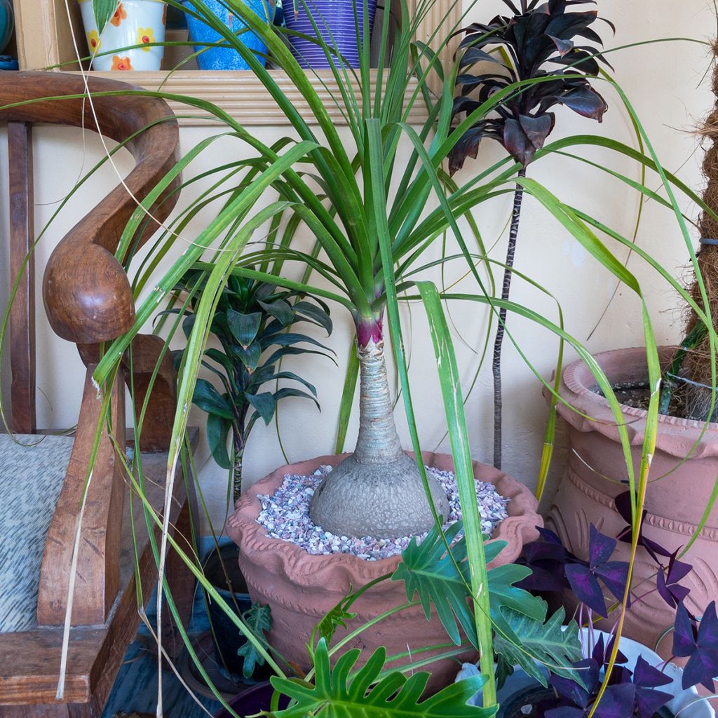 Pullojukka - Beaucarnea recurvata