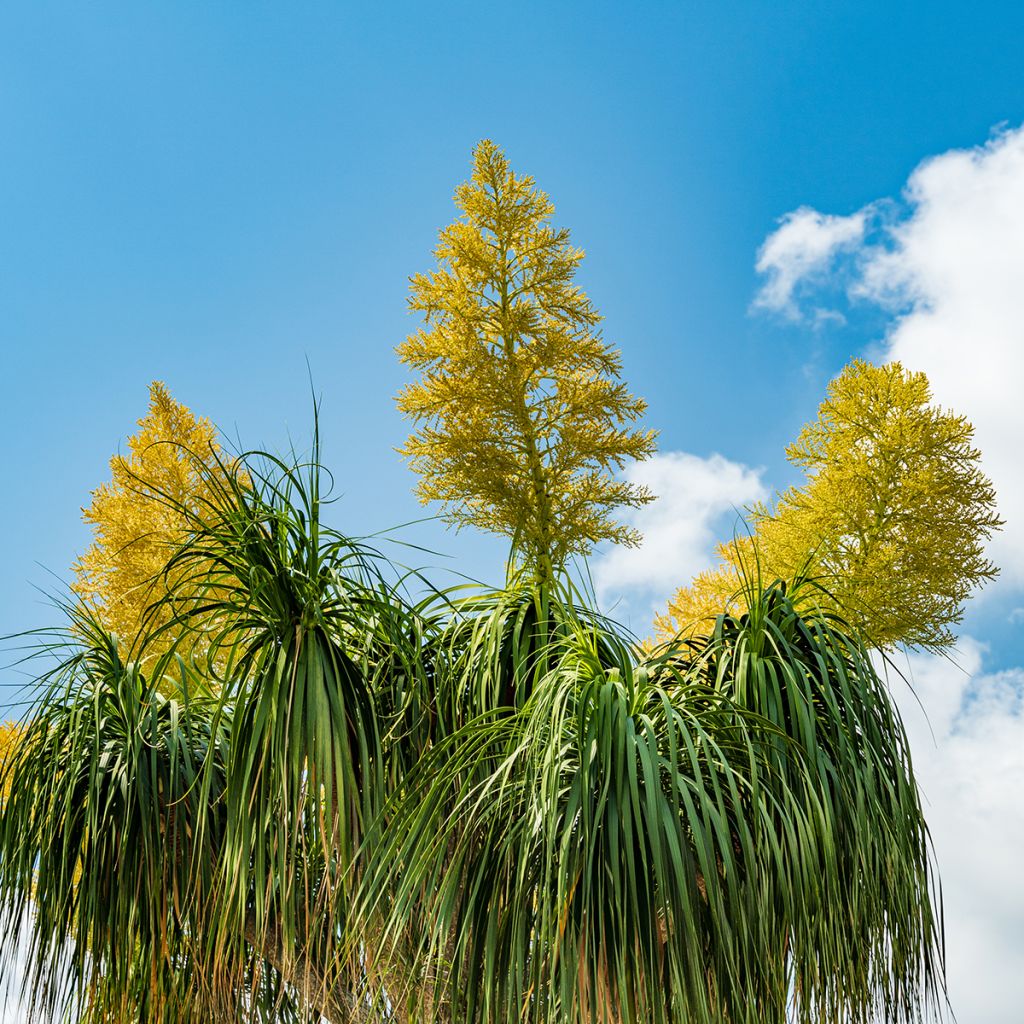 Pullojukka - Beaucarnea recurvata