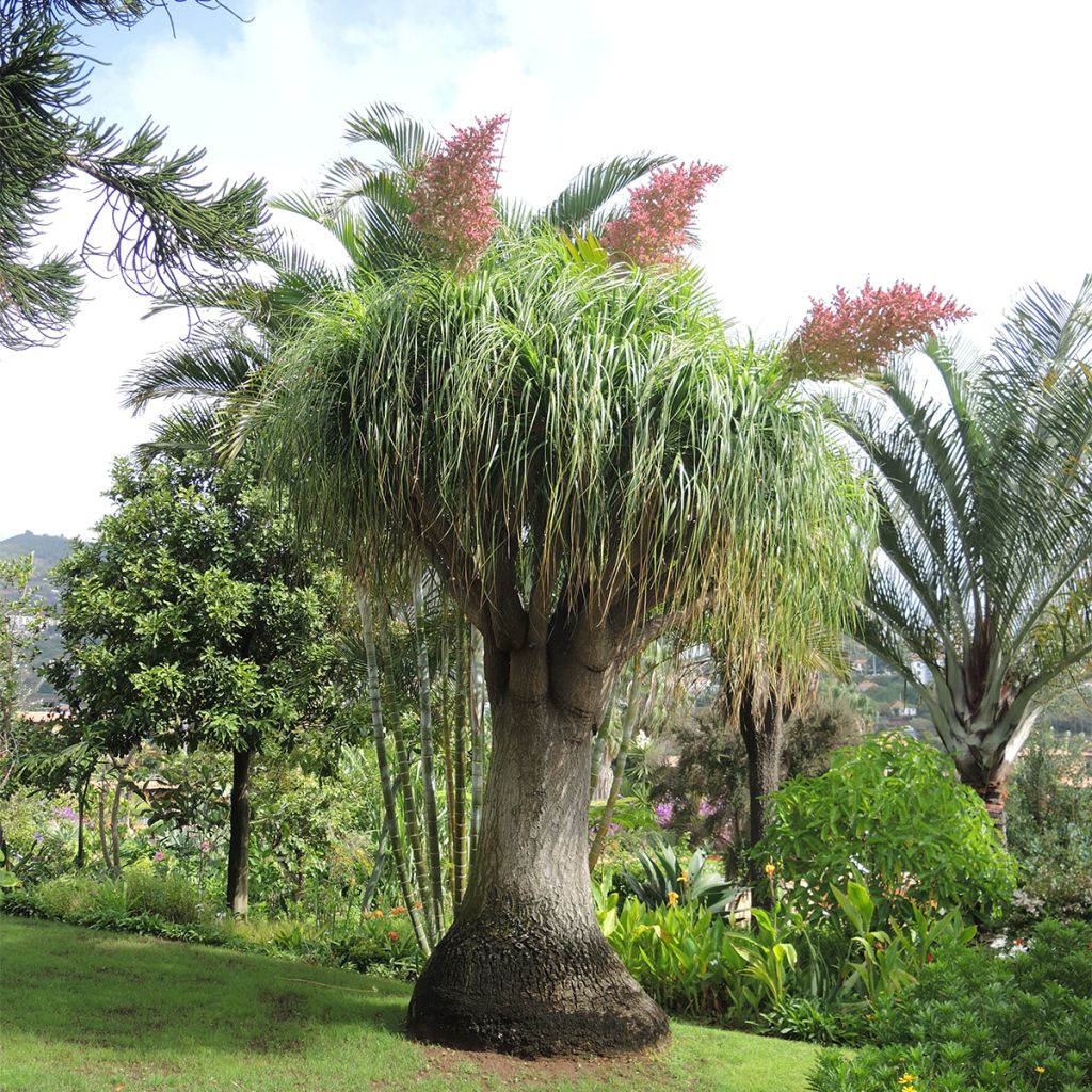Pullojukka - Beaucarnea recurvata