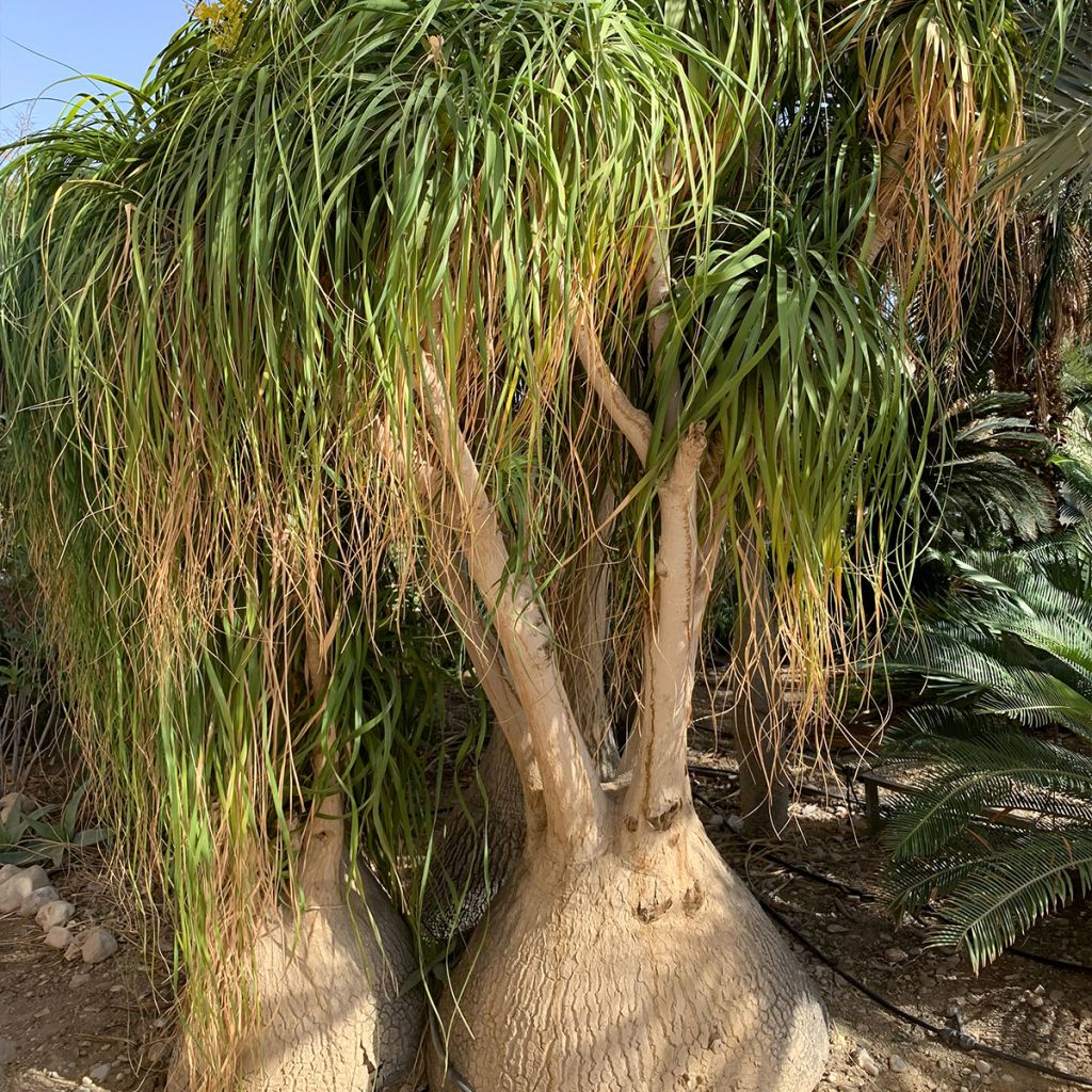 Pullojukka - Beaucarnea recurvata