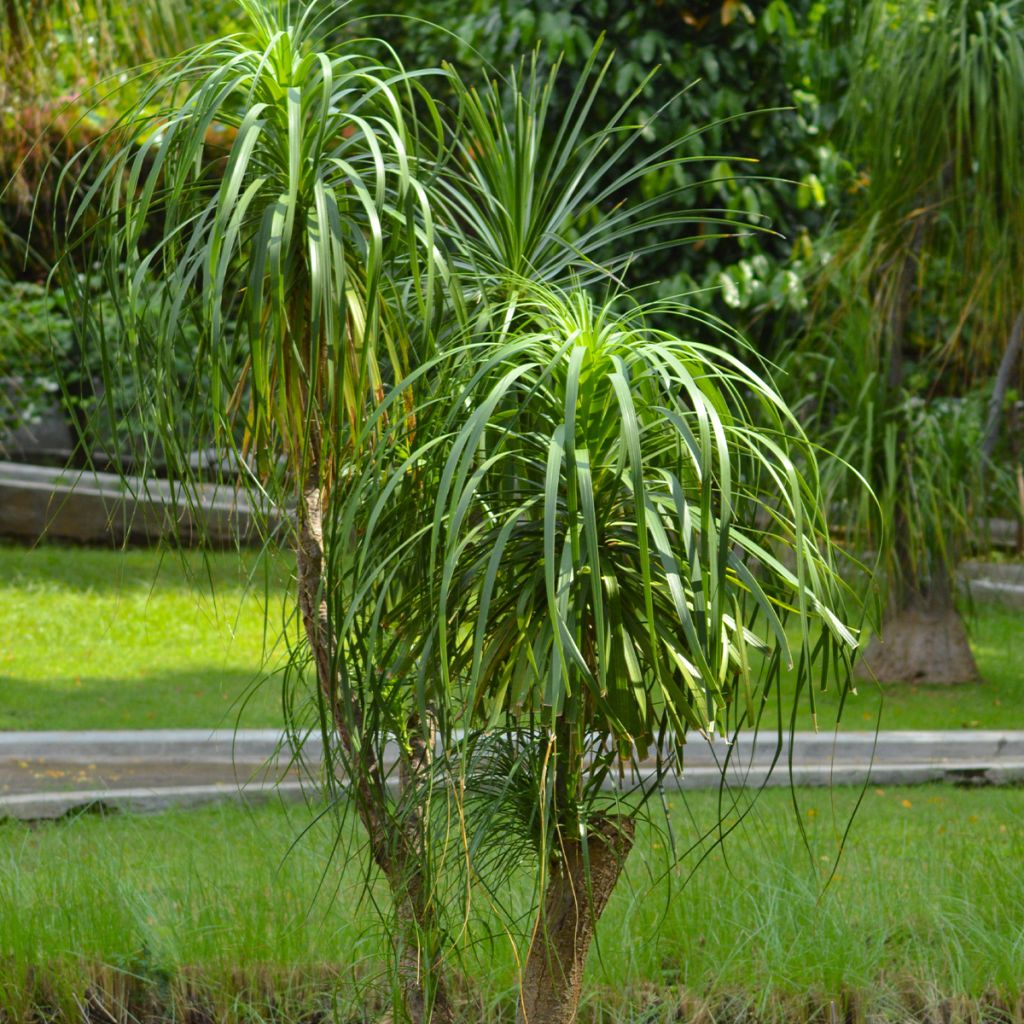 Pullojukka - Beaucarnea recurvata