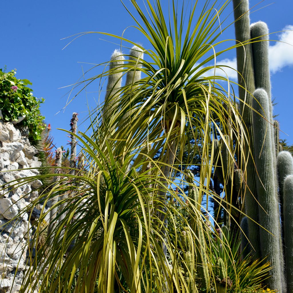 Pullojukka - Beaucarnea recurvata