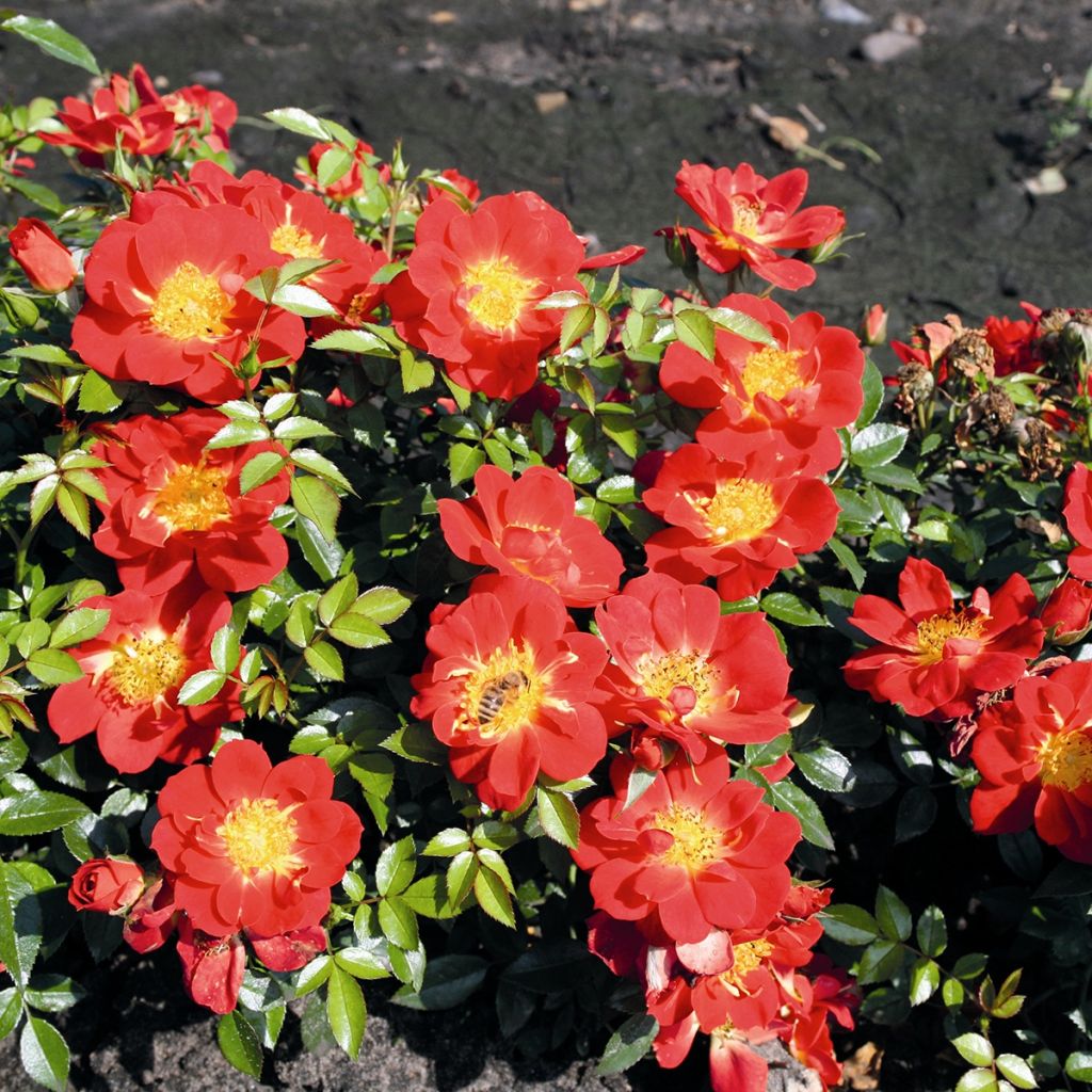 Polyantharuusu Bee's Paradise Light Red