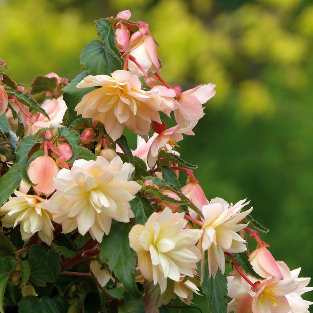 Riippubegonia Belleconia Cream