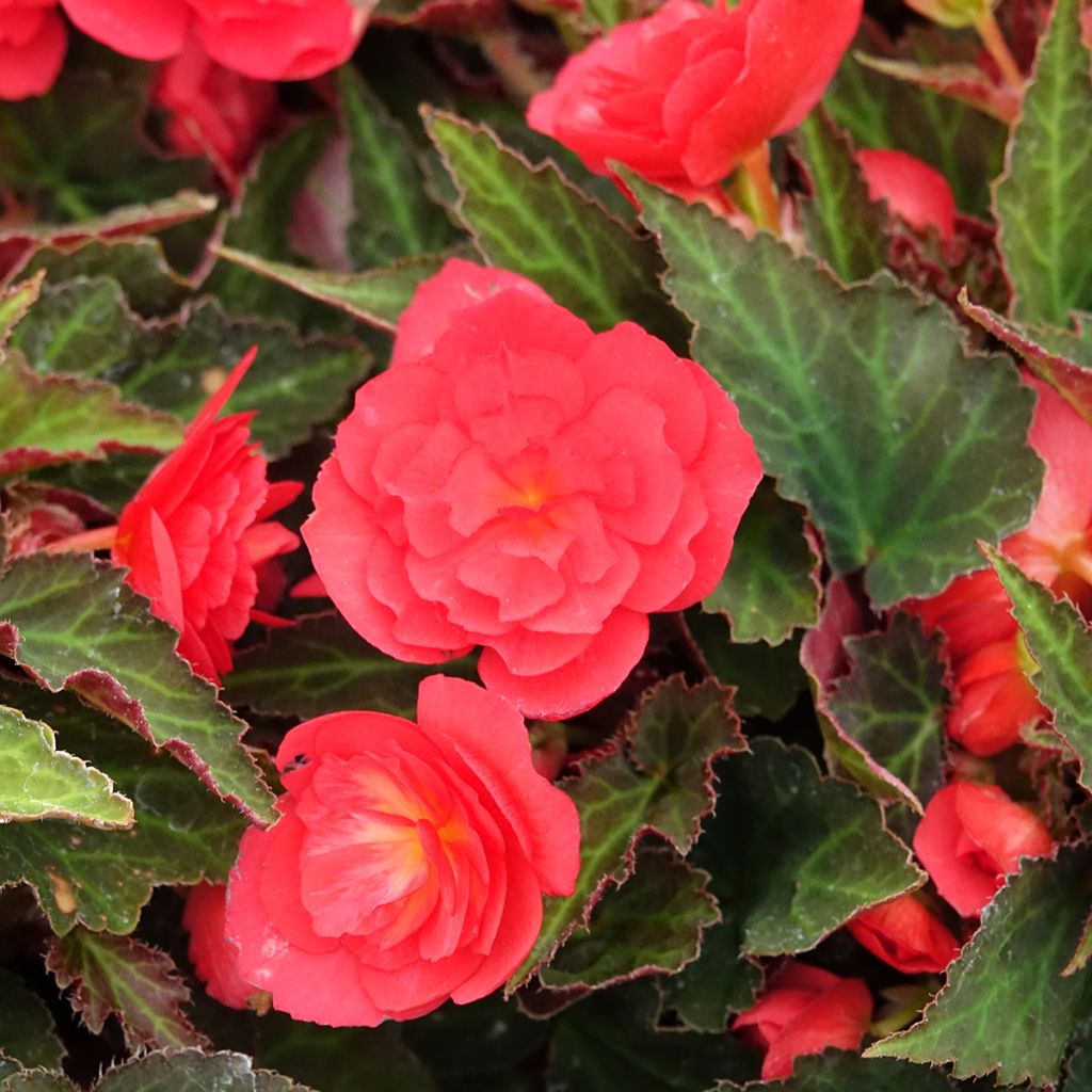 Kesäbegonia Bellissa Red