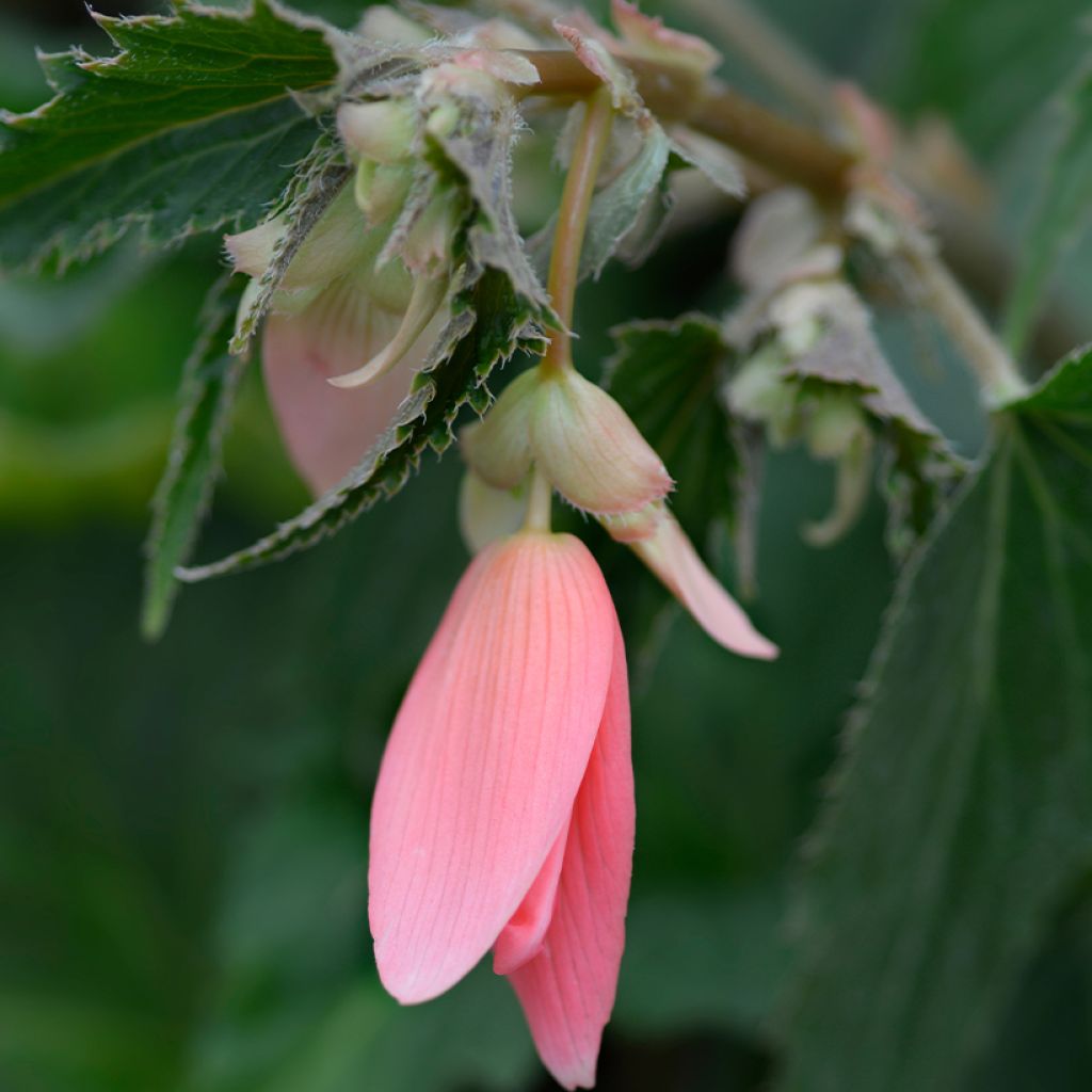 Riippubegonia San Francisco