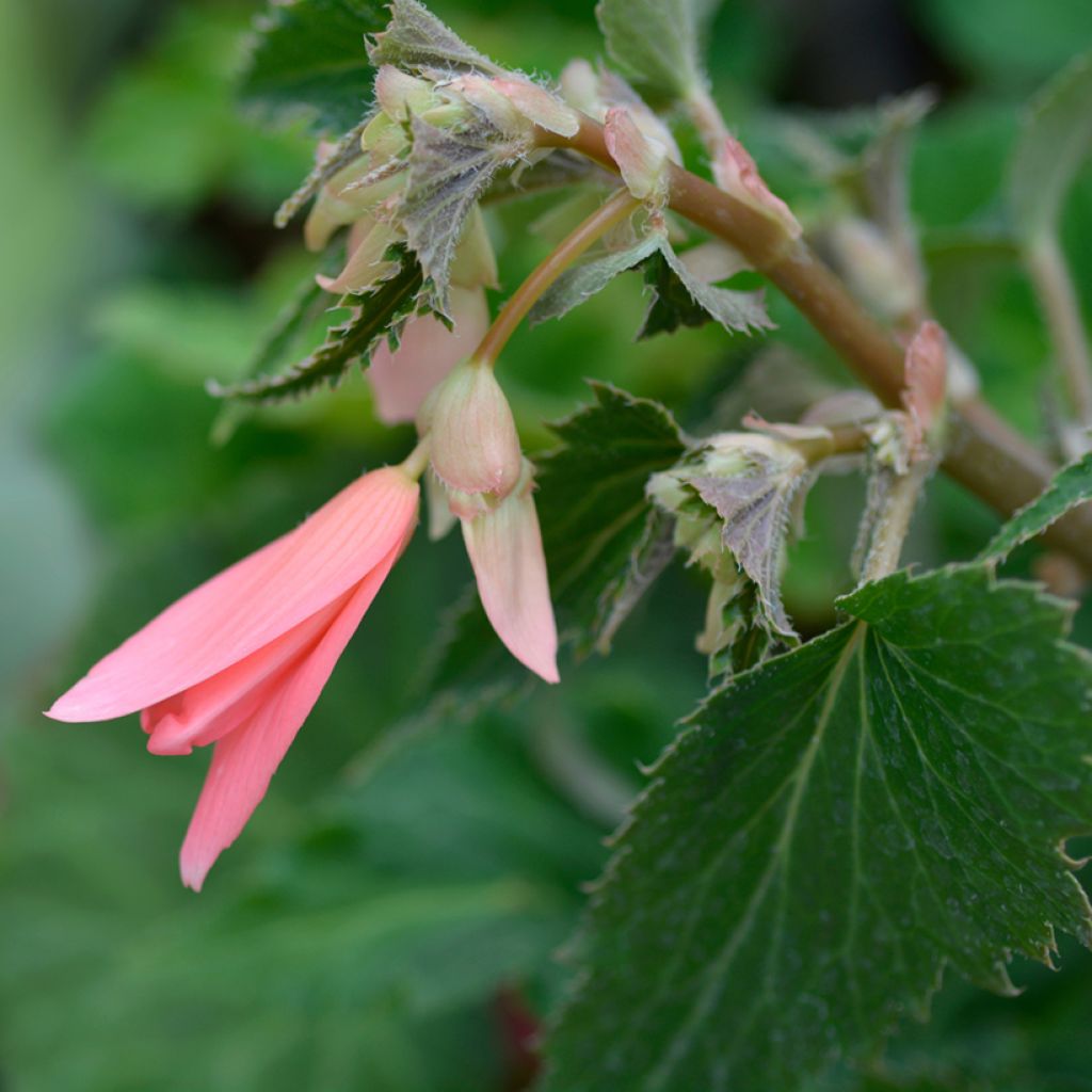 Riippubegonia San Francisco