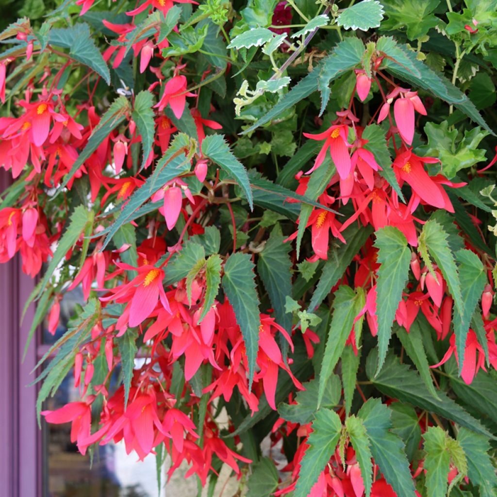 Riippubegonia Santa Cruz