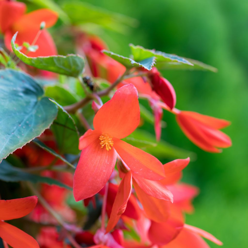 Riippubegonia Santa Cruz