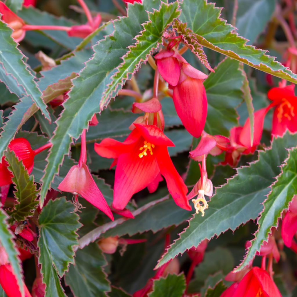 Riippubegonia Santa Cruz