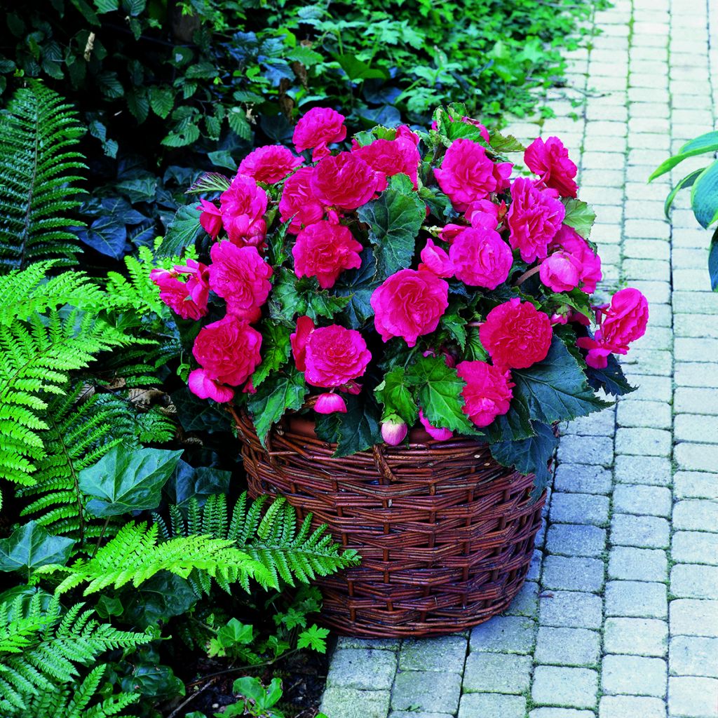 Mukulabegonia pink vaaleanpunainen