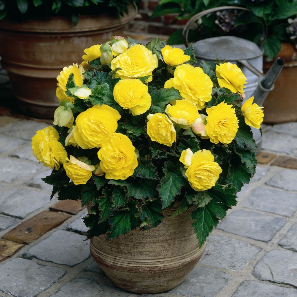 Mukulabegonia Non Stop Yellow
