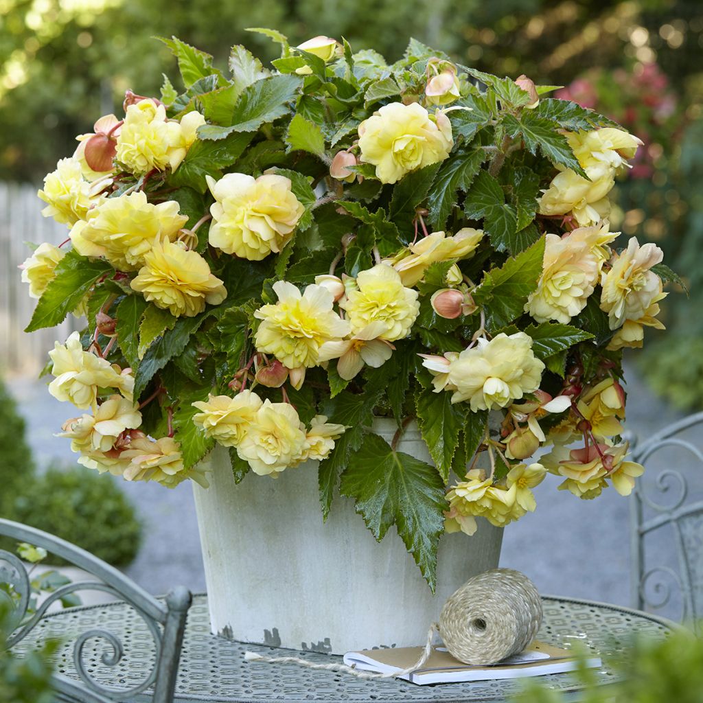 Riippubegonia Sunny Dream