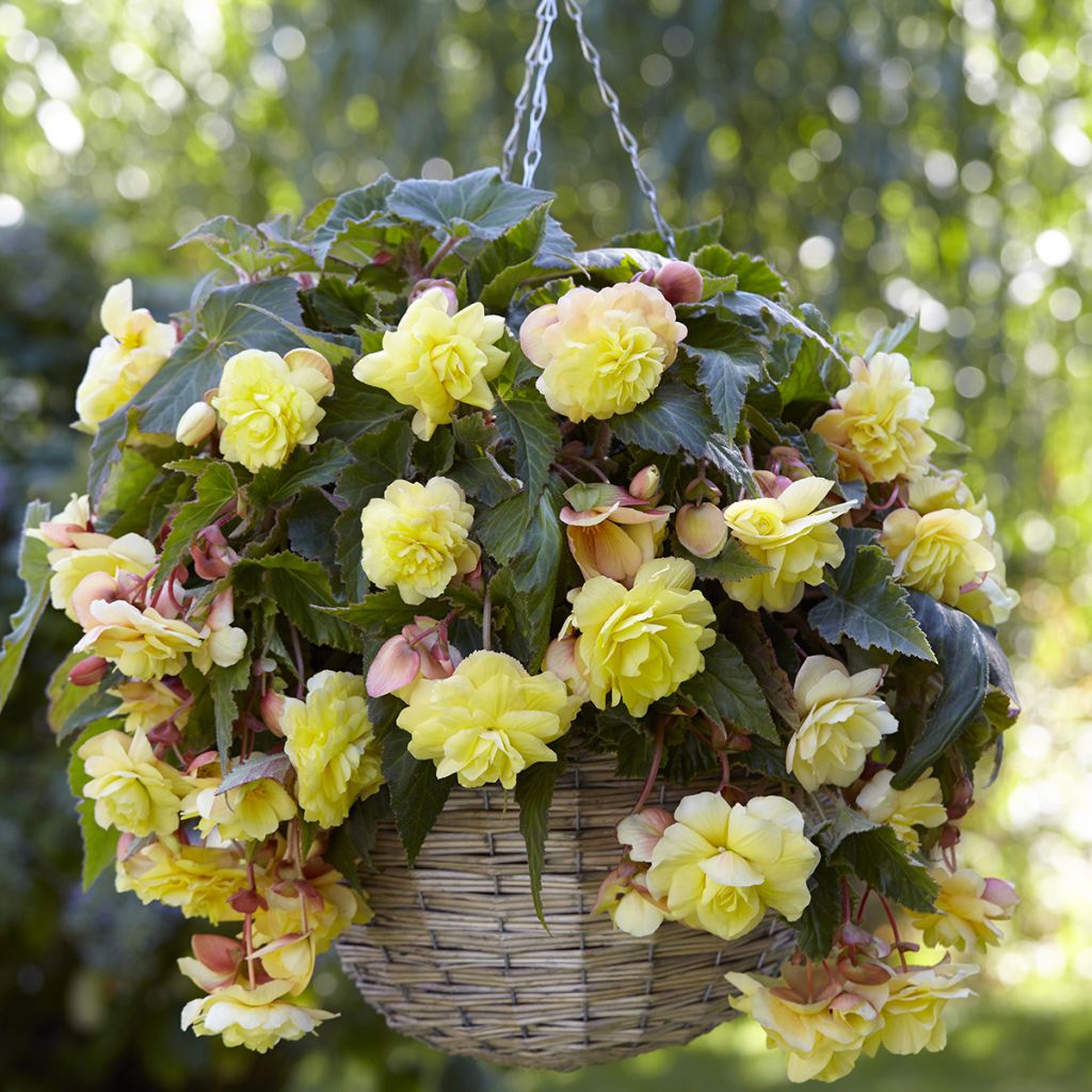 Riippubegonia Sunny Dream