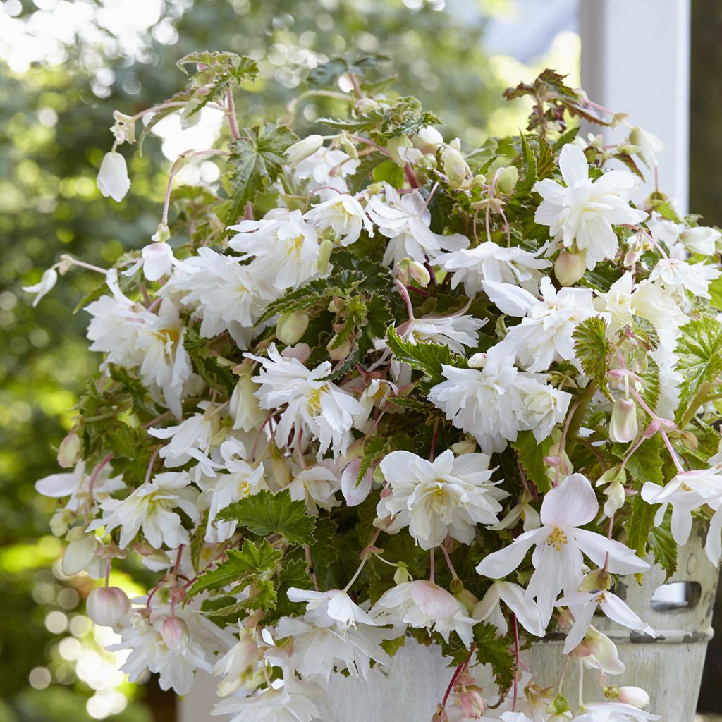 Riippubegonia White Cascade