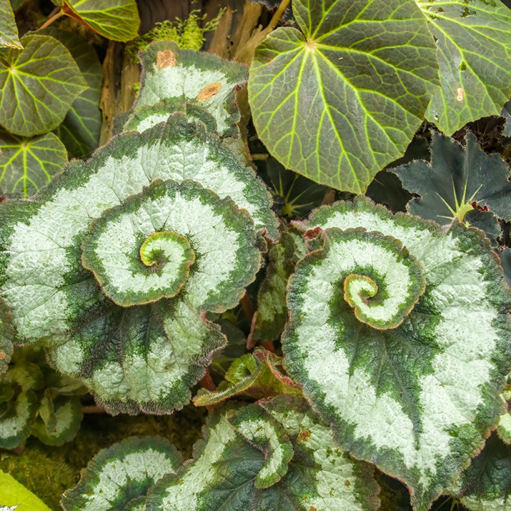 Kuningasbegonia Escargot
