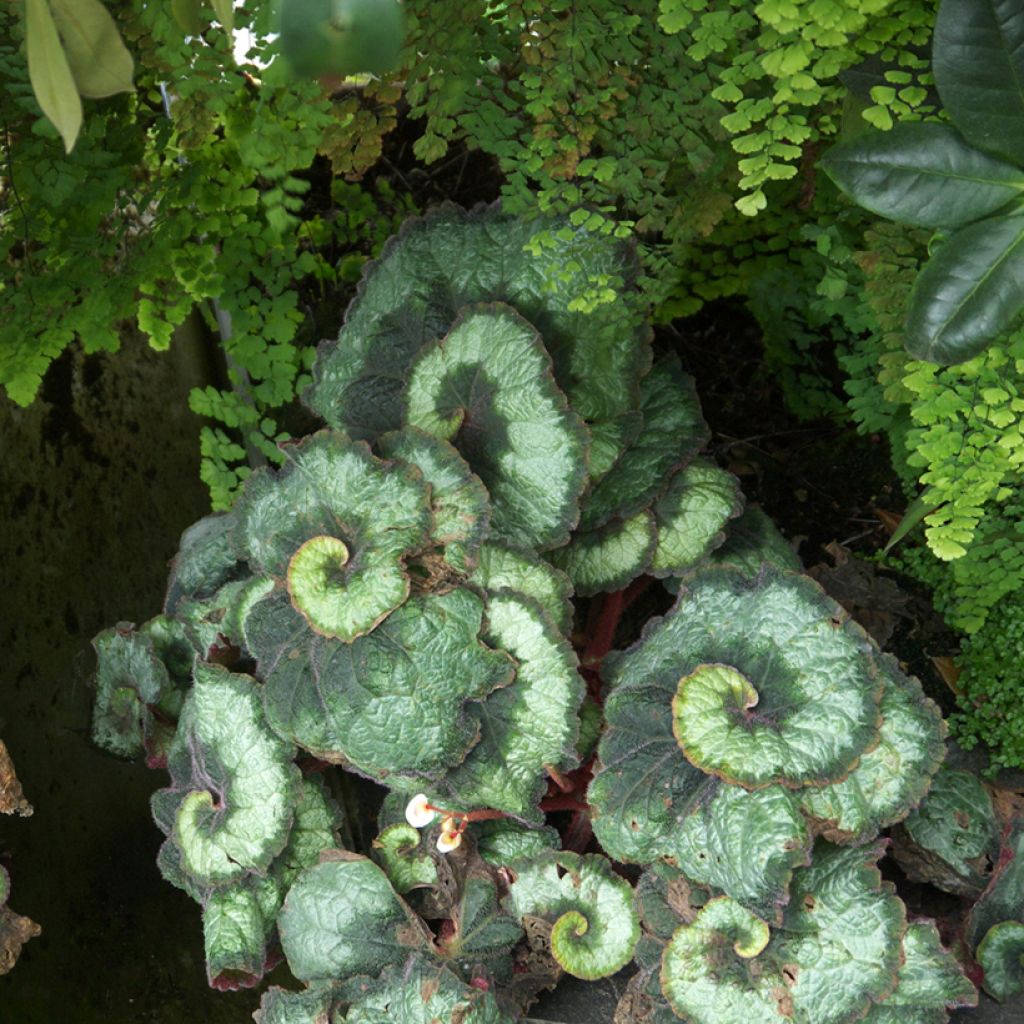 Kuningasbegonia Escargot