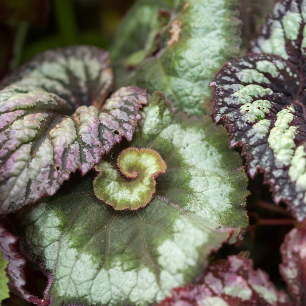 Kuningasbegonia Escargot