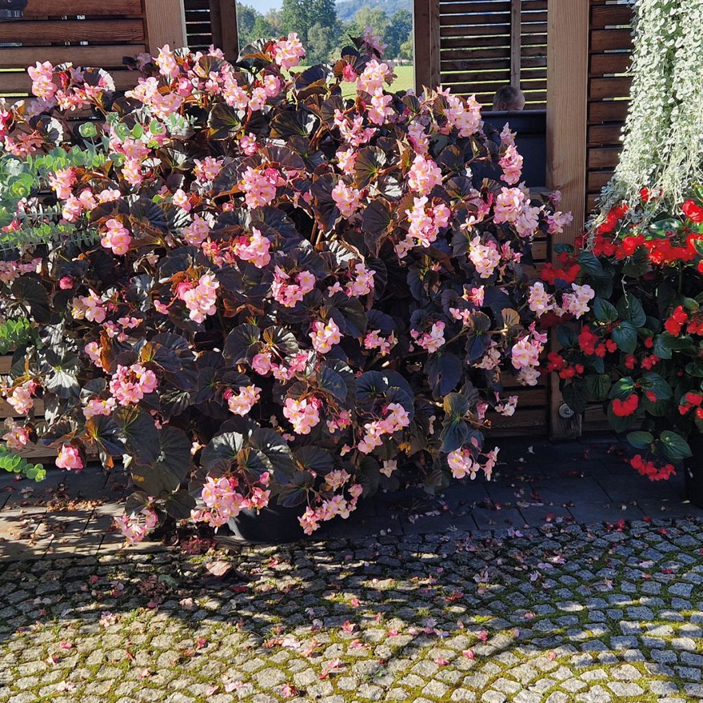 Kesäbegonia Light Pink Bronze Leaf