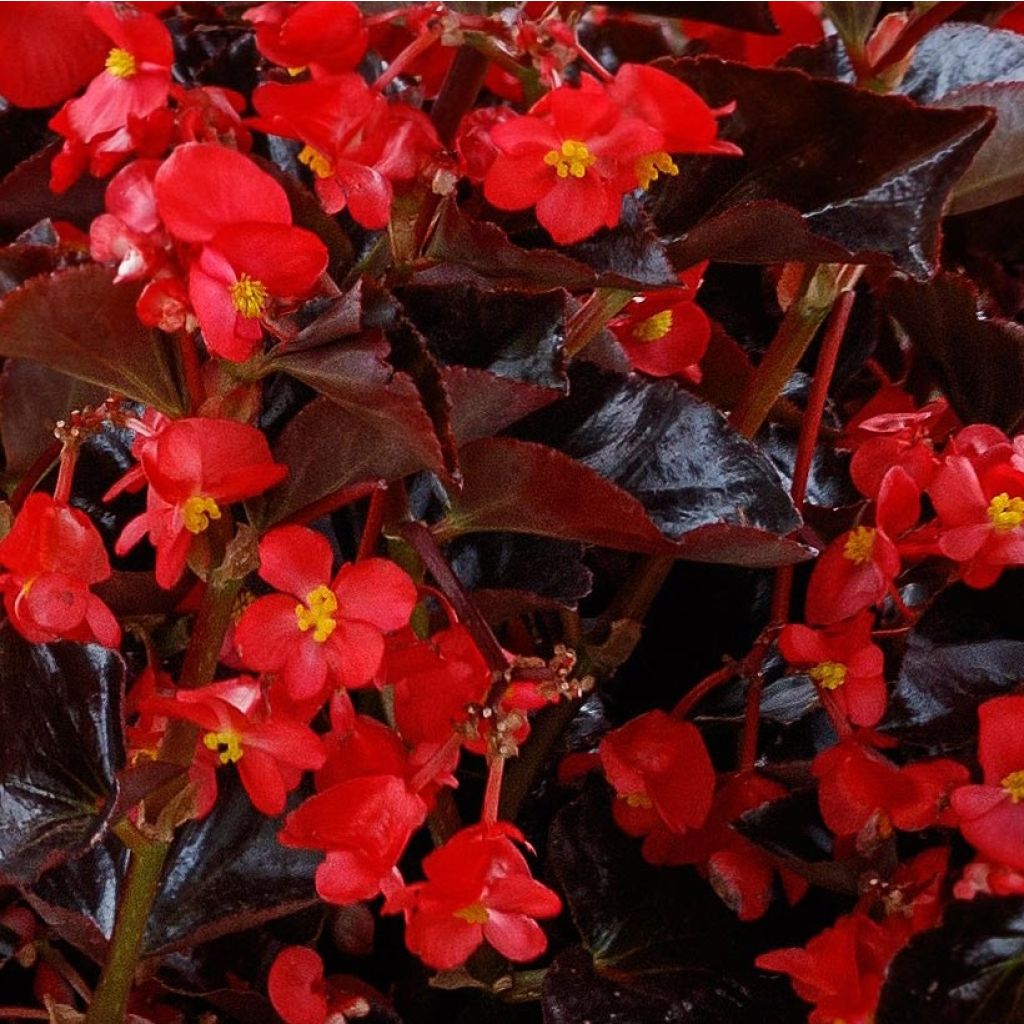 Kesäbegonia Viking Bronze Red