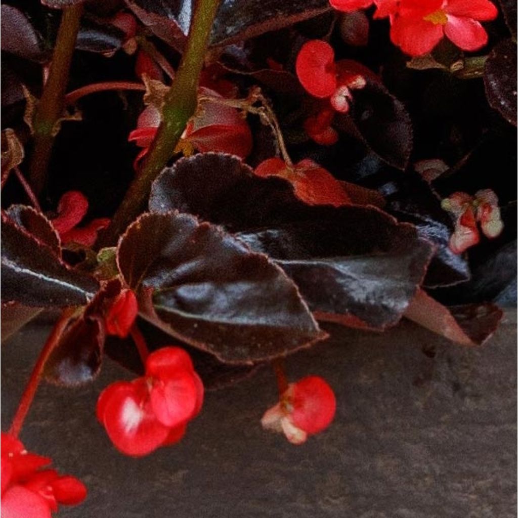 Kesäbegonia Viking Bronze Red