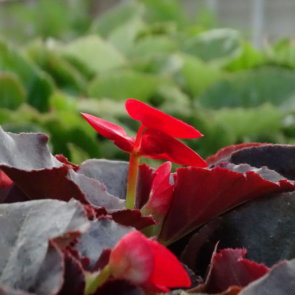 Kesäbegonia Viking Bronze Red