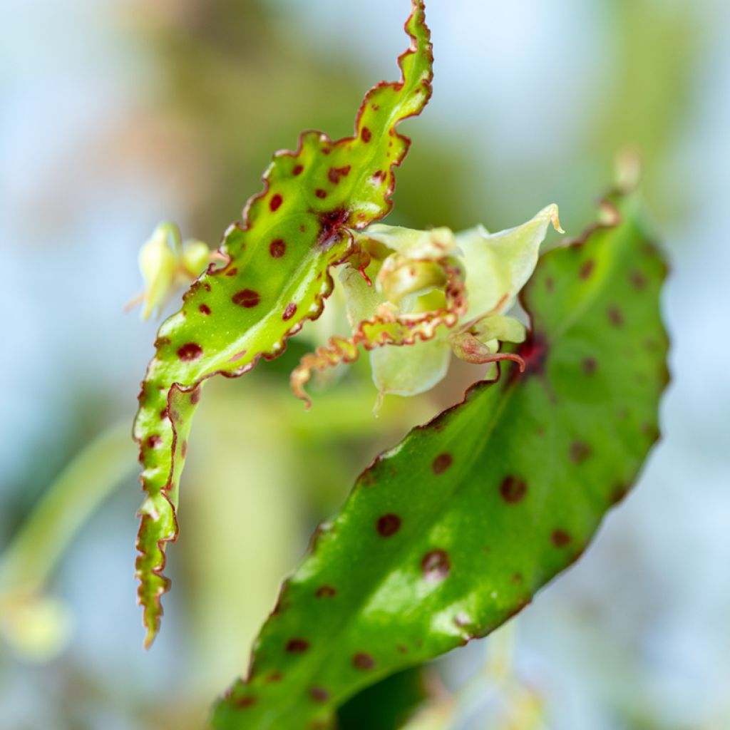 Begonia amphioxus