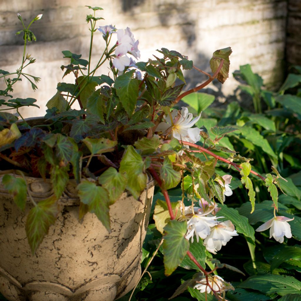 Riippubegonia Blanc